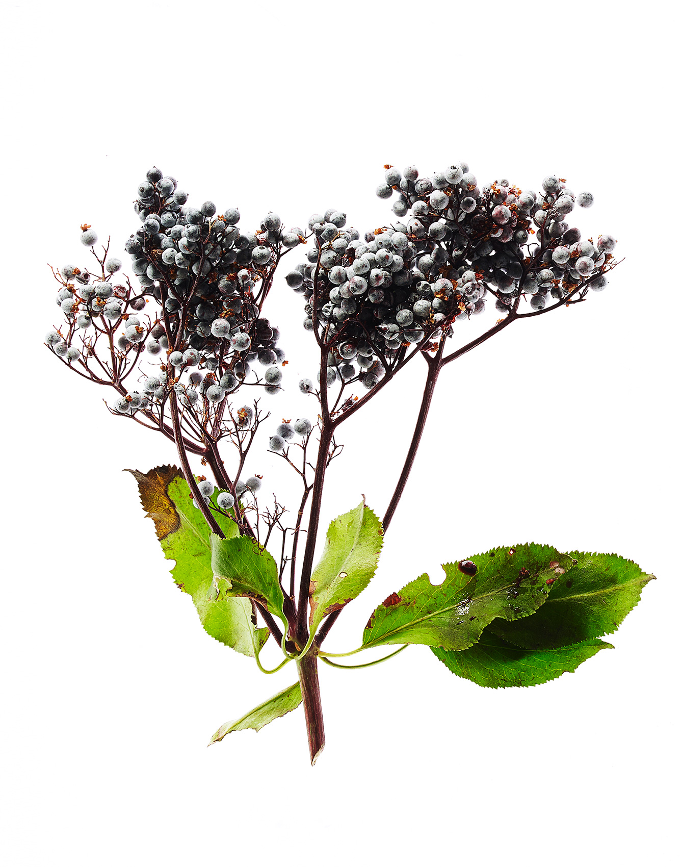 ElderBerries_Web